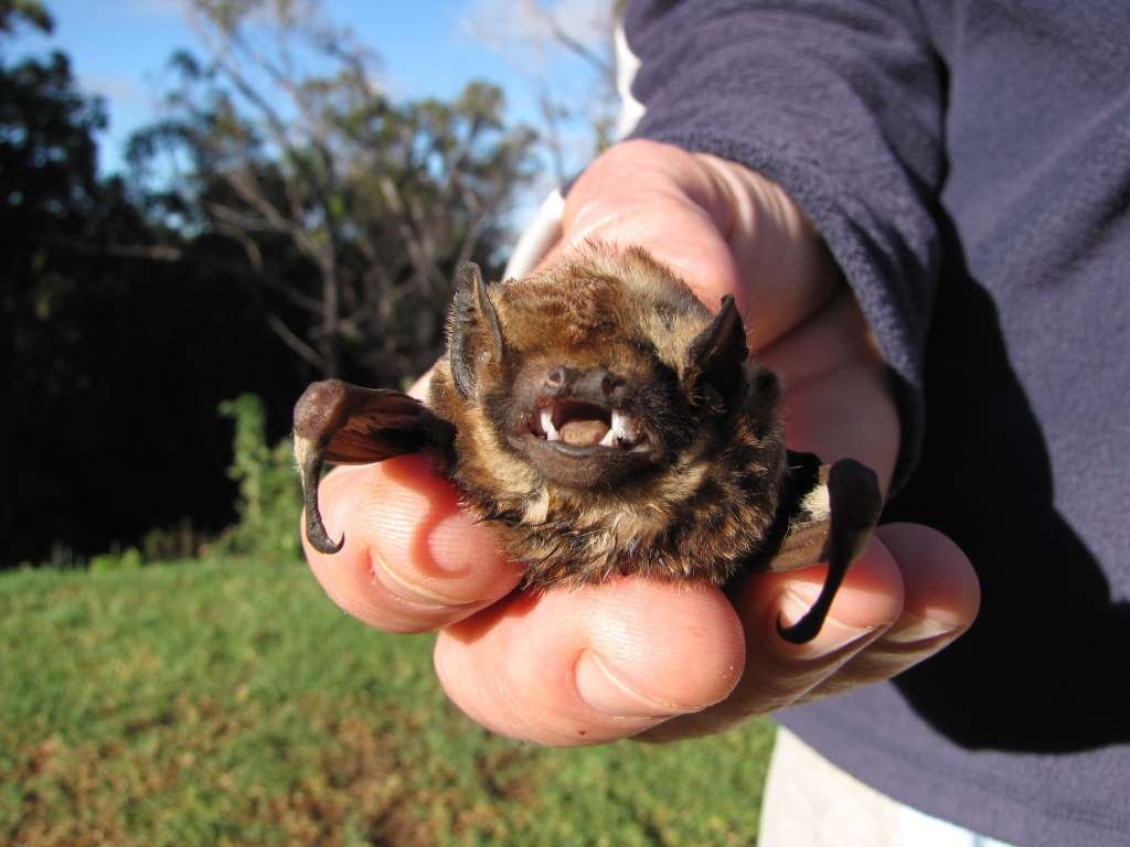 ¿Qué animales viven en Hawai?  Fauna