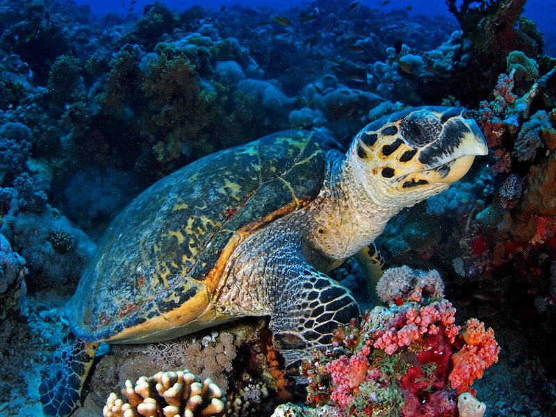 ¿Qué animales viven en Hawai?  Fauna