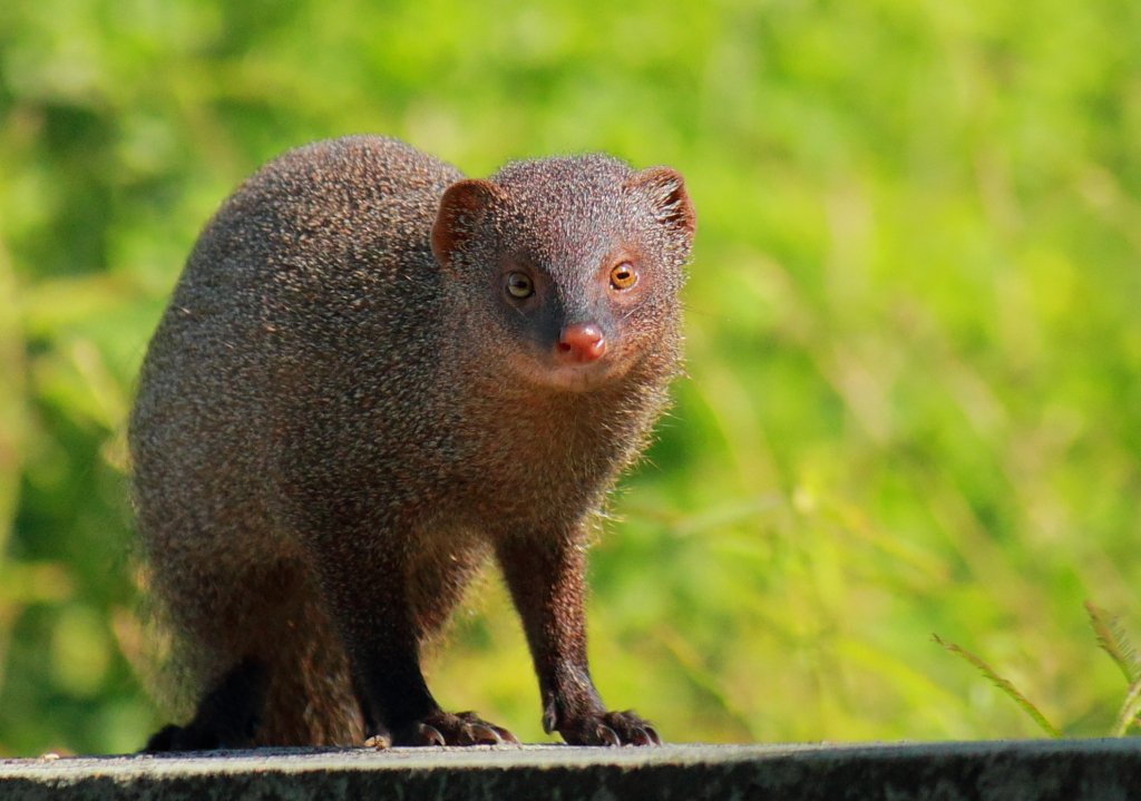¿Qué animales viven en Hawai?  Fauna