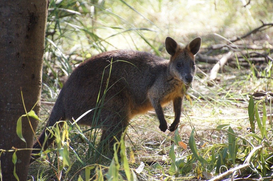 ¿Qué animales viven en Hawai?  Fauna