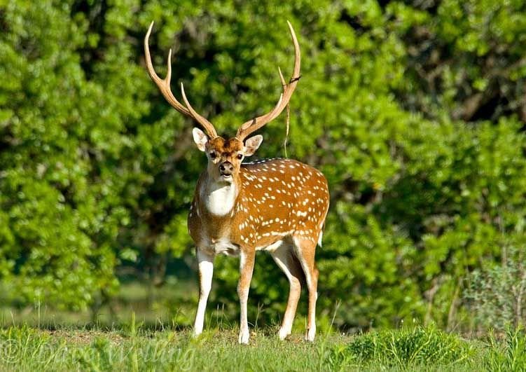 ¿Qué animales viven en Hawai?  Fauna