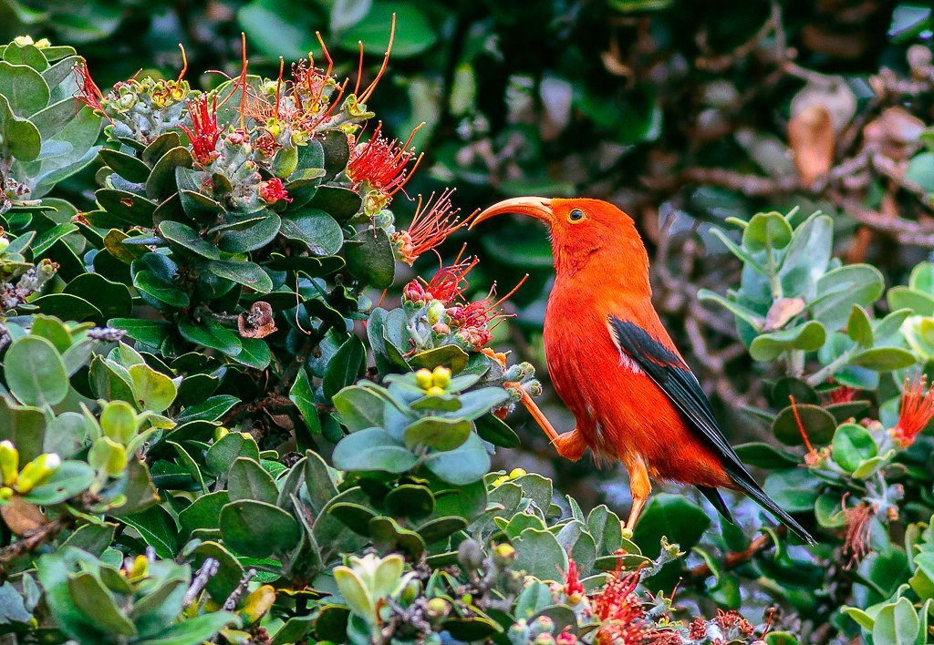 ¿Qué animales viven en Hawai?  Fauna